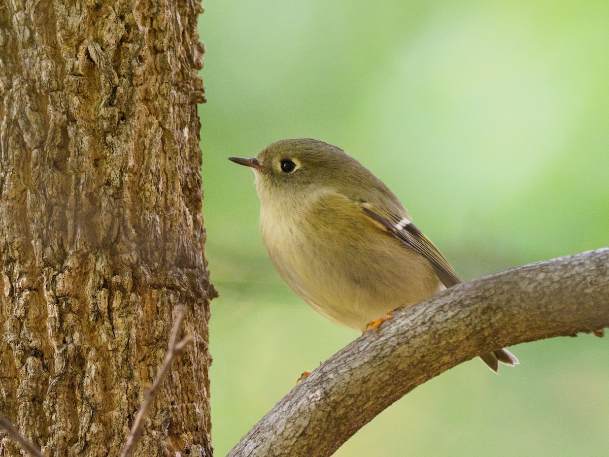 Ruby-crowned Kinglet - H and S