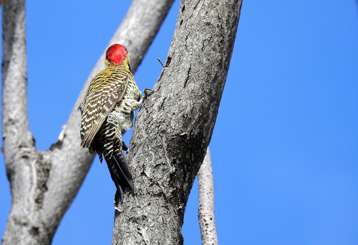Green-barred Woodpecker - ML71780931