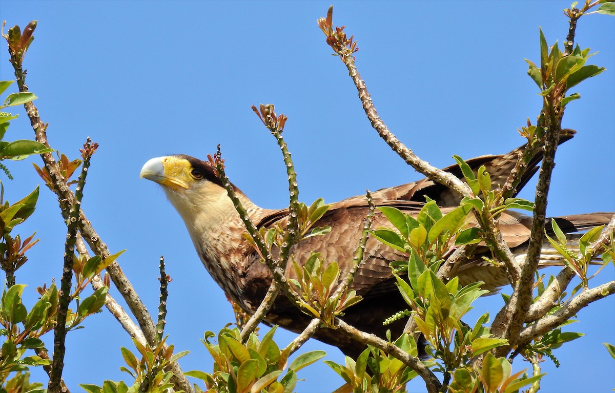 Crested Caracara (Southern) - ML71780941