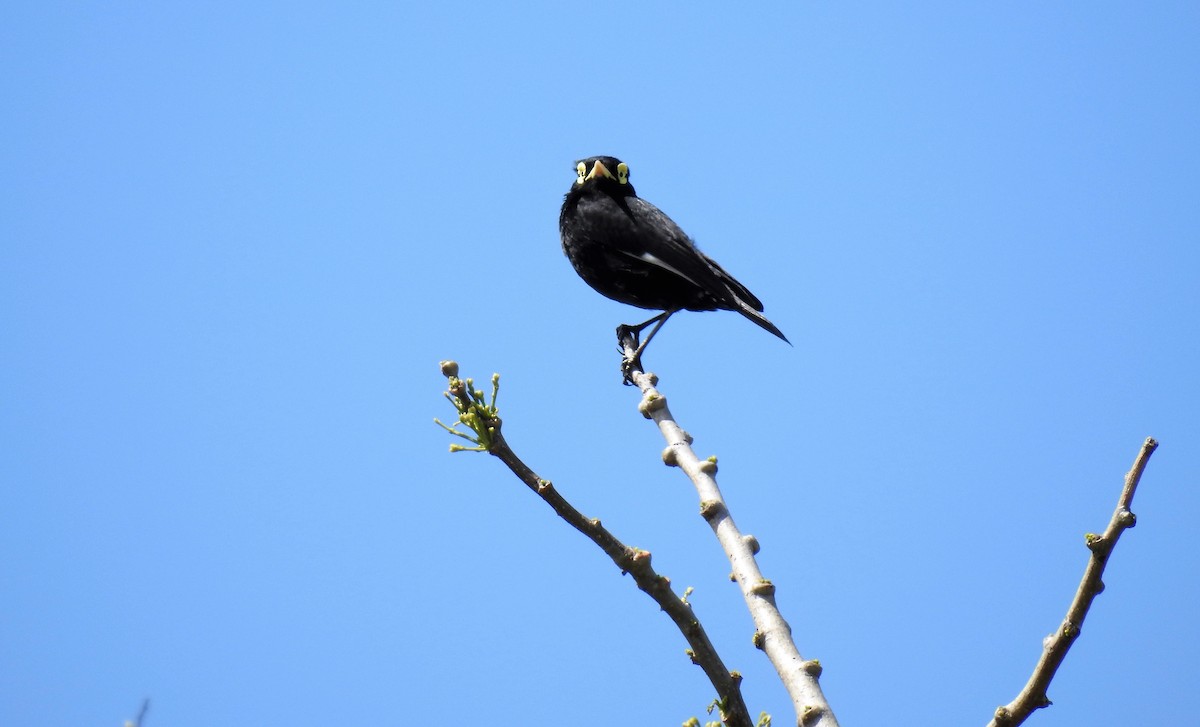 Spectacled Tyrant - ML71780961