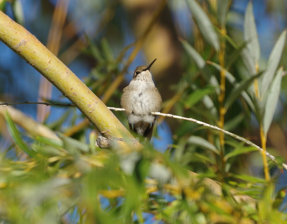 Black-chinned Hummingbird - ML71781171