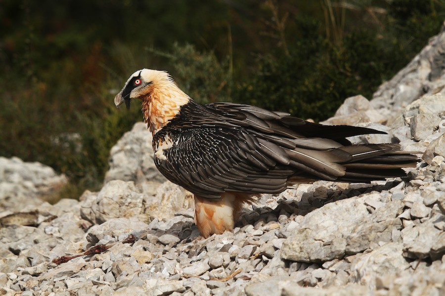 Sakalli Akbaba Barbatus Ebird