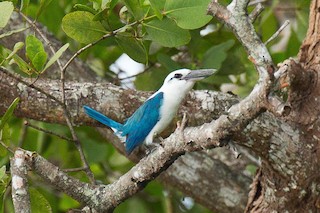  - Beach Kingfisher