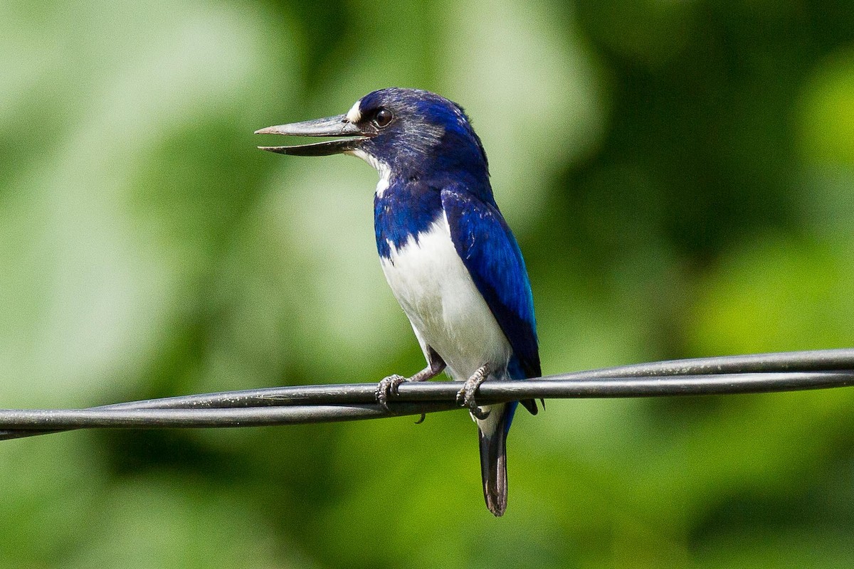 Blue-and-white Kingfisher - ML71783251