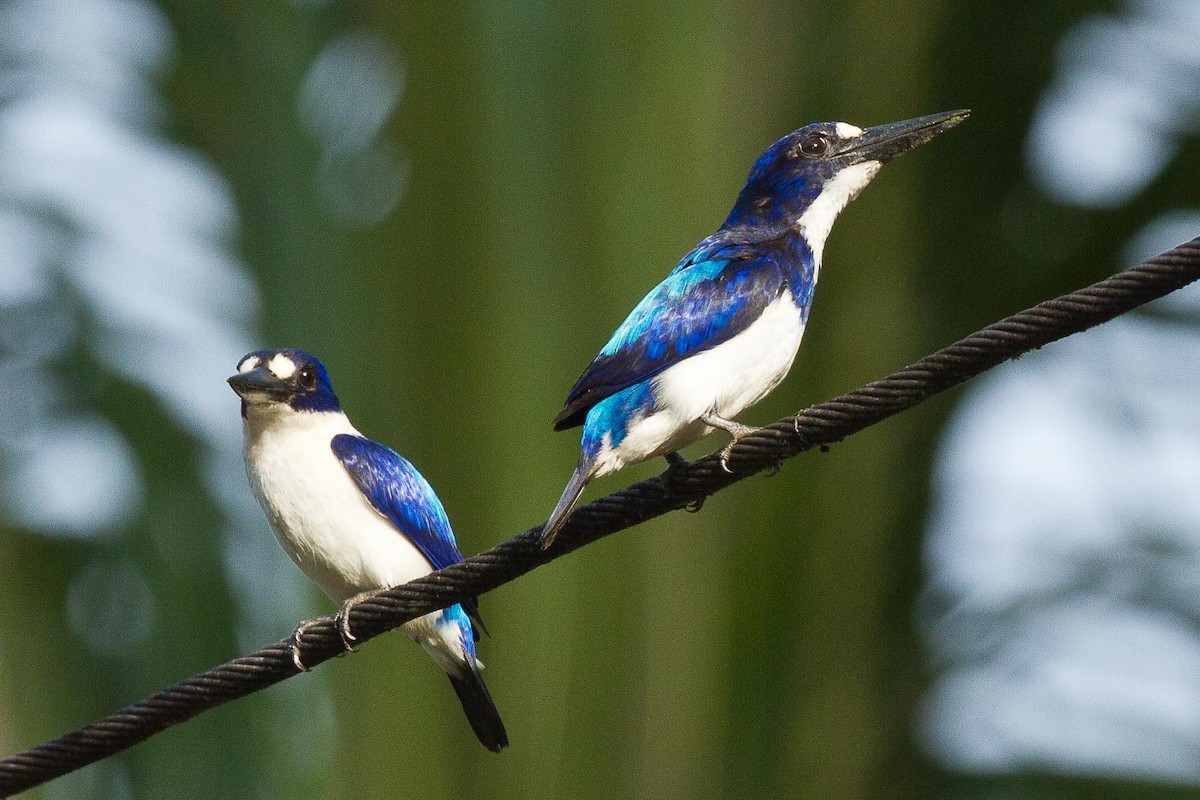 Blue-and-white Kingfisher - ML71783301