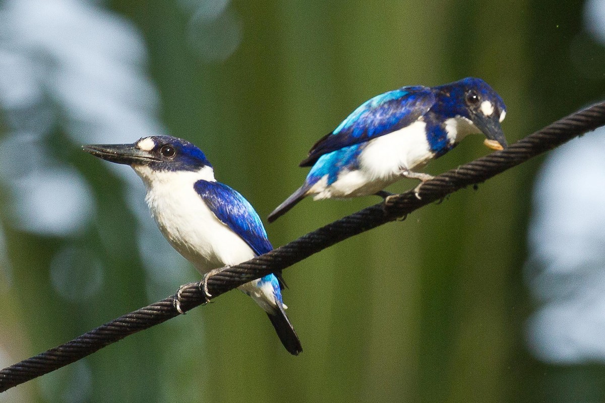 Blue-and-white Kingfisher - Eric VanderWerf