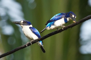  - Blue-and-white Kingfisher