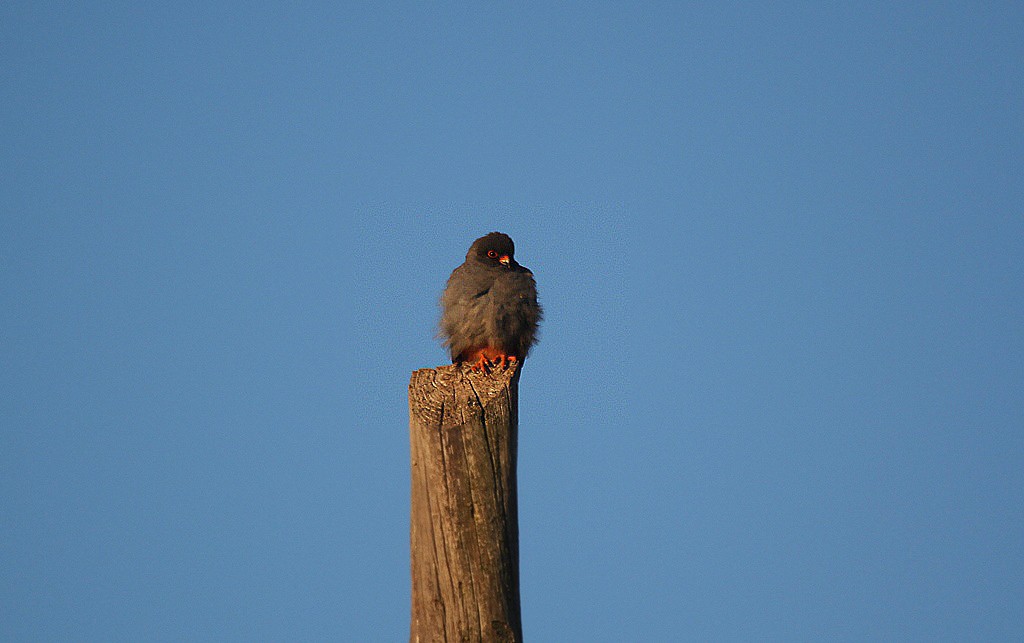 Red-footed Falcon - Eduardo Soler