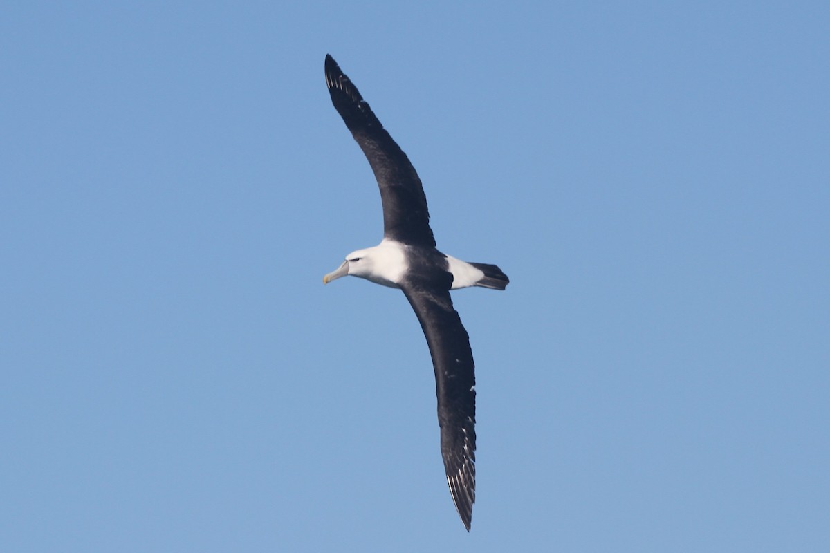 White-capped Albatross - James (Jim) Holmes