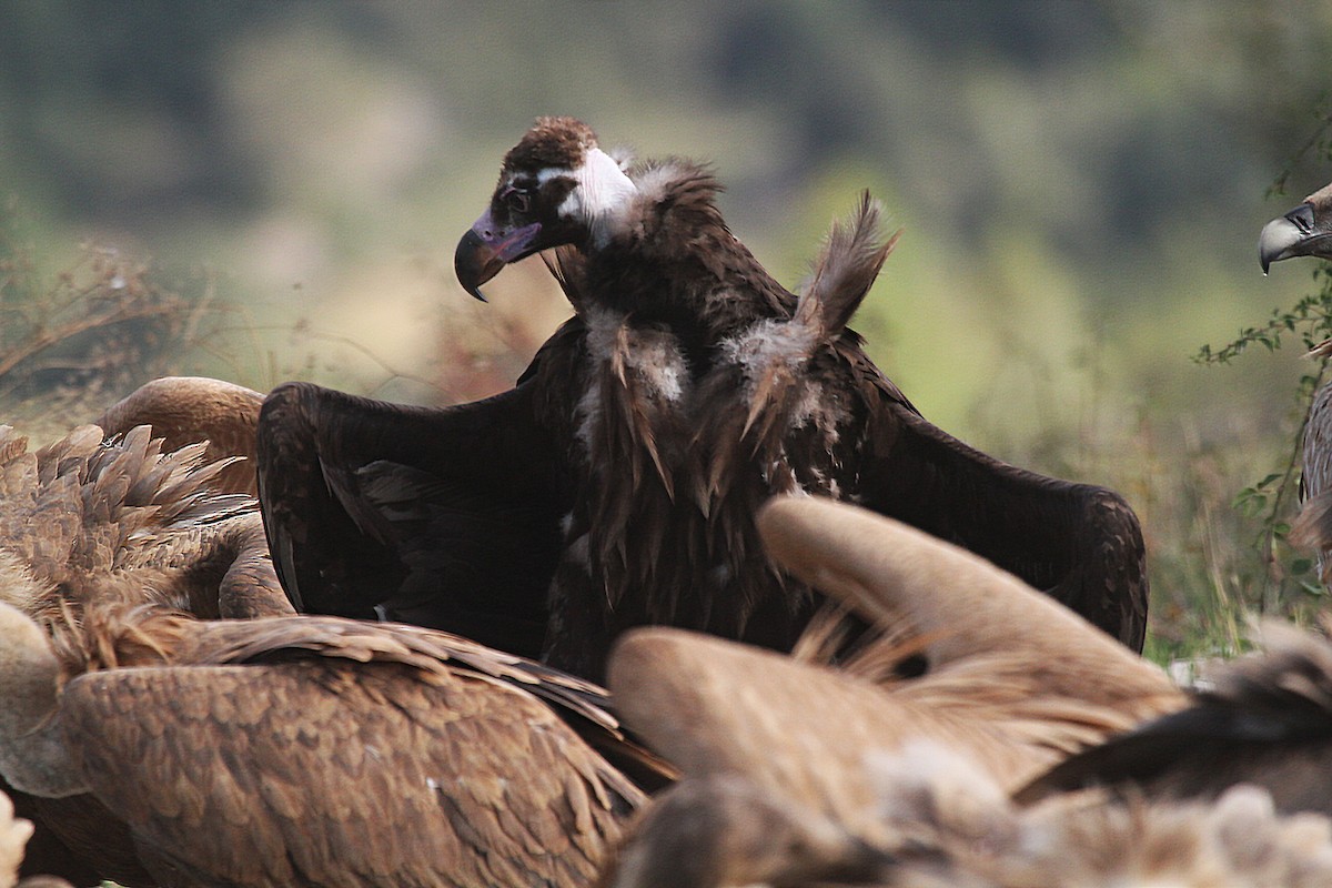 Cinereous Vulture - Eduardo Soler