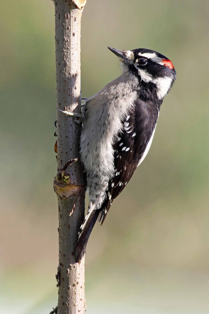 Downy Woodpecker - Liron Gertsman