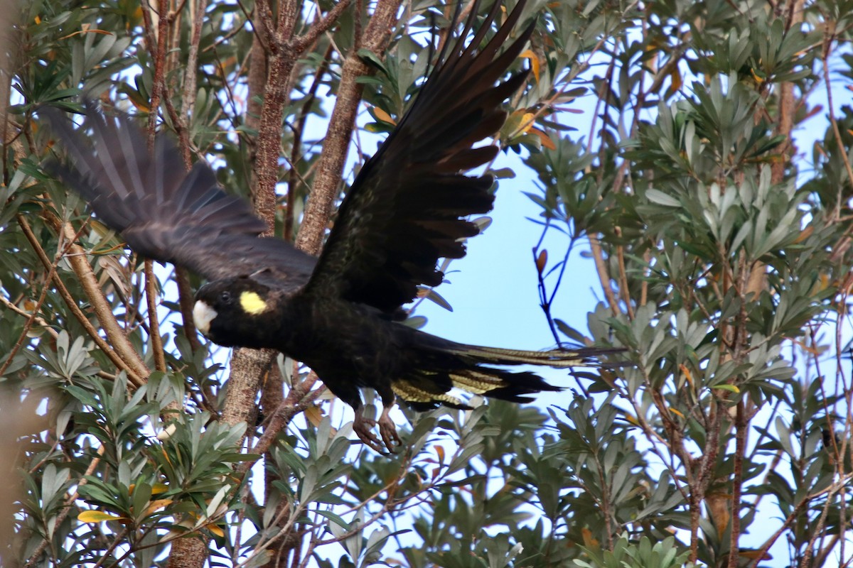 Yellow-tailed Black-Cockatoo - Donna Nagiello