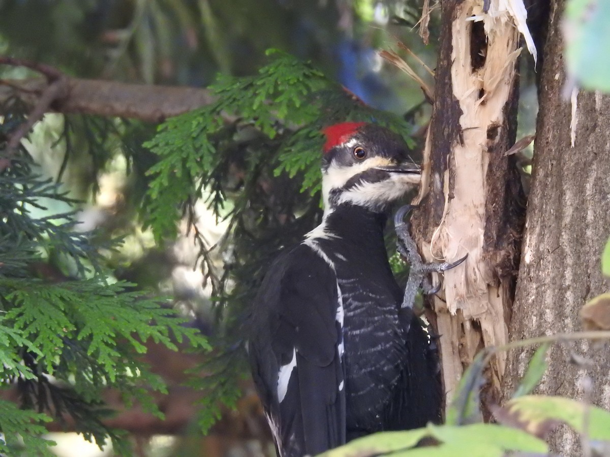 Pileated Woodpecker - David Olsen