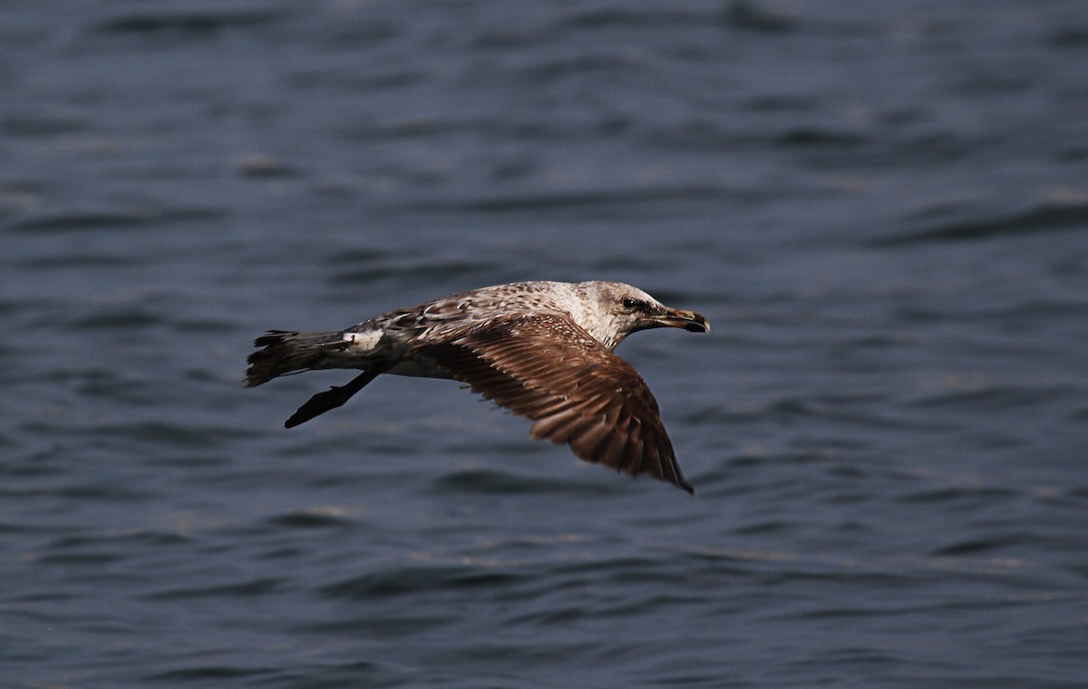 Yellow-legged Gull (michahellis) - Eduardo Soler
