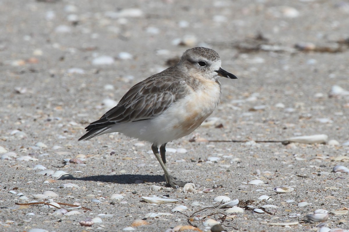 Red-breasted Dotterel - ML71788431