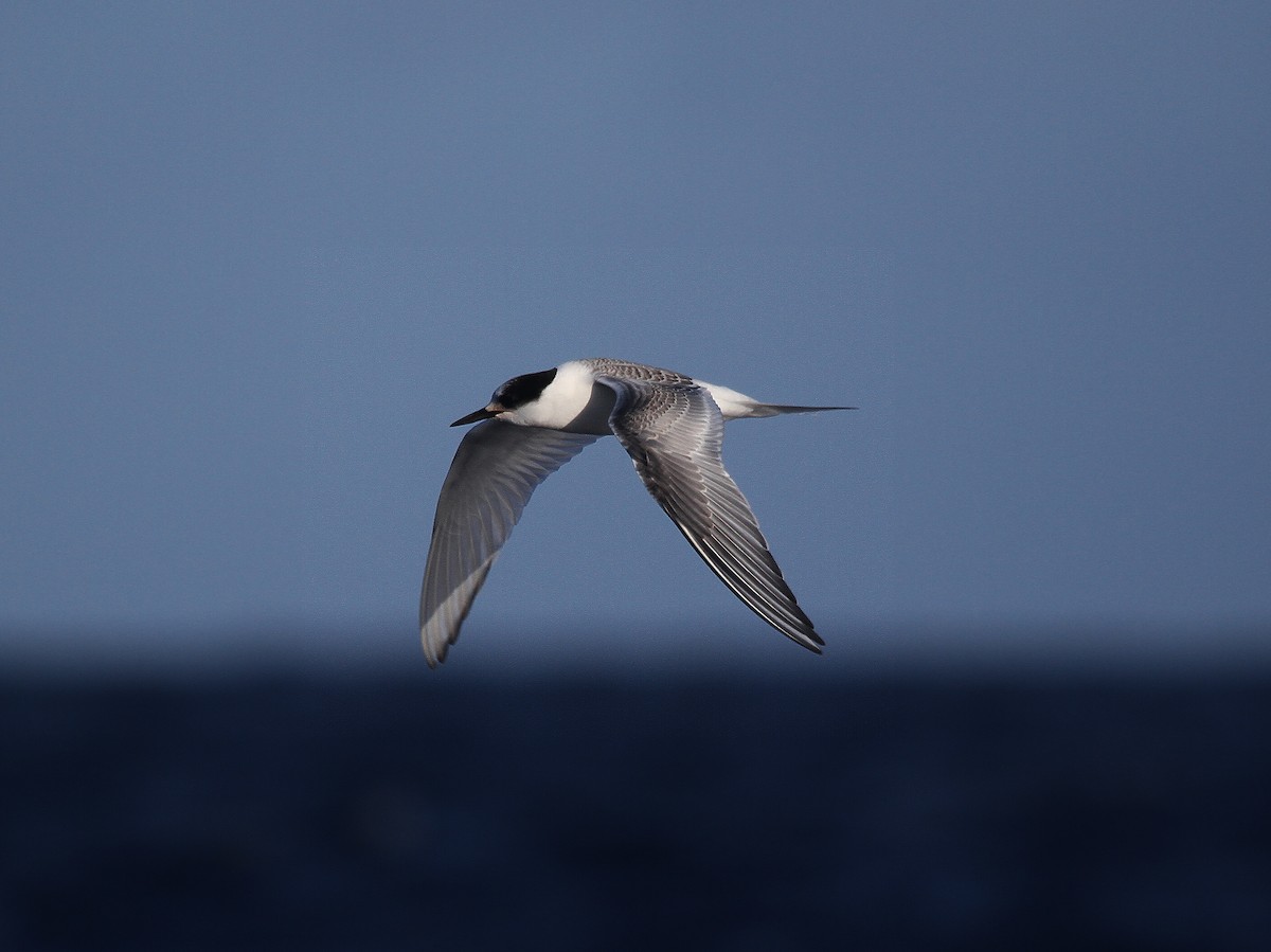 Arctic Tern - Eduardo Soler