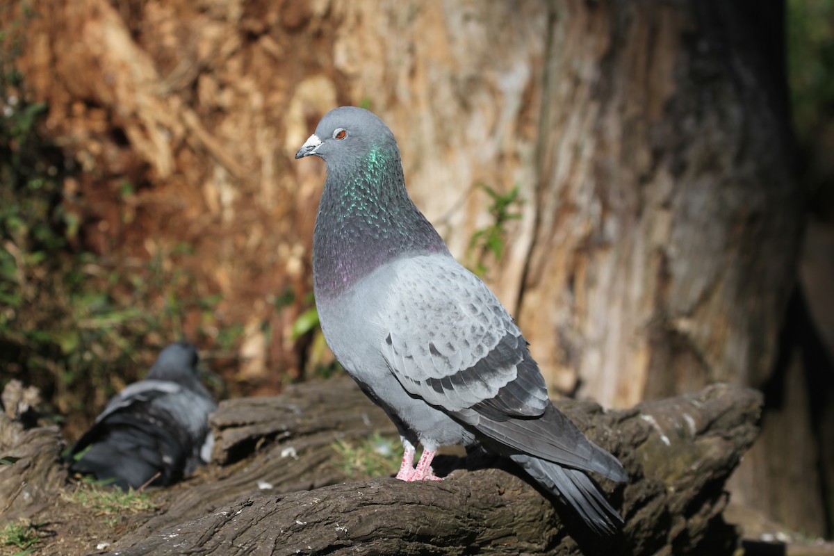 Rock Pigeon (Feral Pigeon) - James (Jim) Holmes