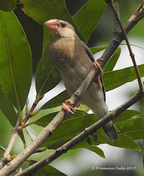 Java Sparrow - Pramana Yuda