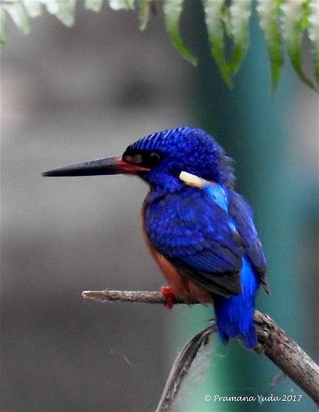 Blue-eared Kingfisher - Pramana Yuda