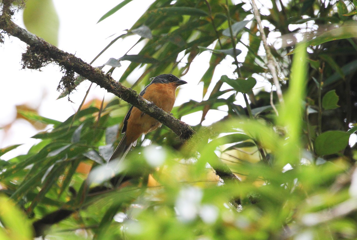 Rufous-crested Tanager - ML717921