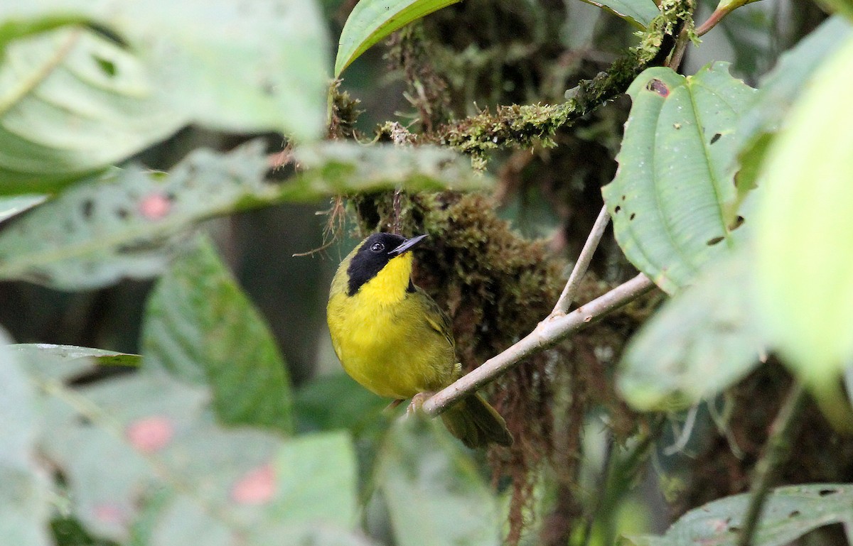 Olive-crowned Yellowthroat (Olive-crowned) - ML717929