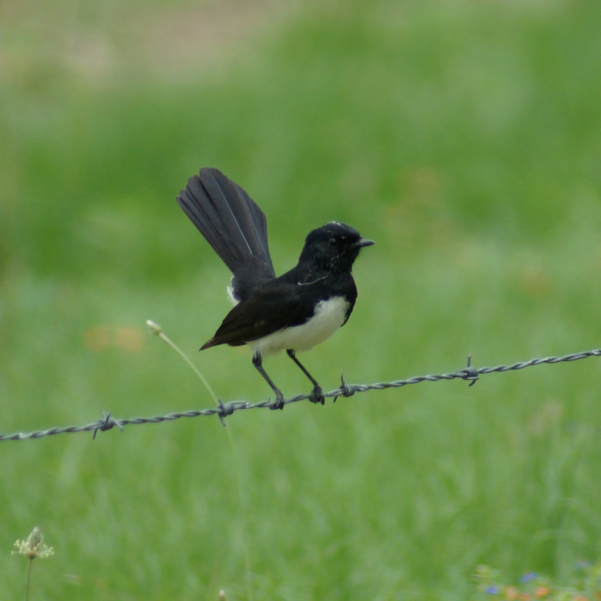 Willie-wagtail - Sara Young