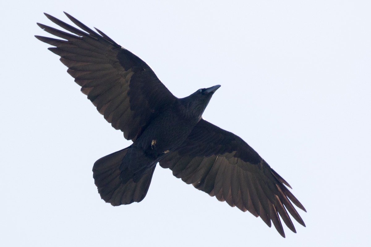 Common Raven - Garrett Lau