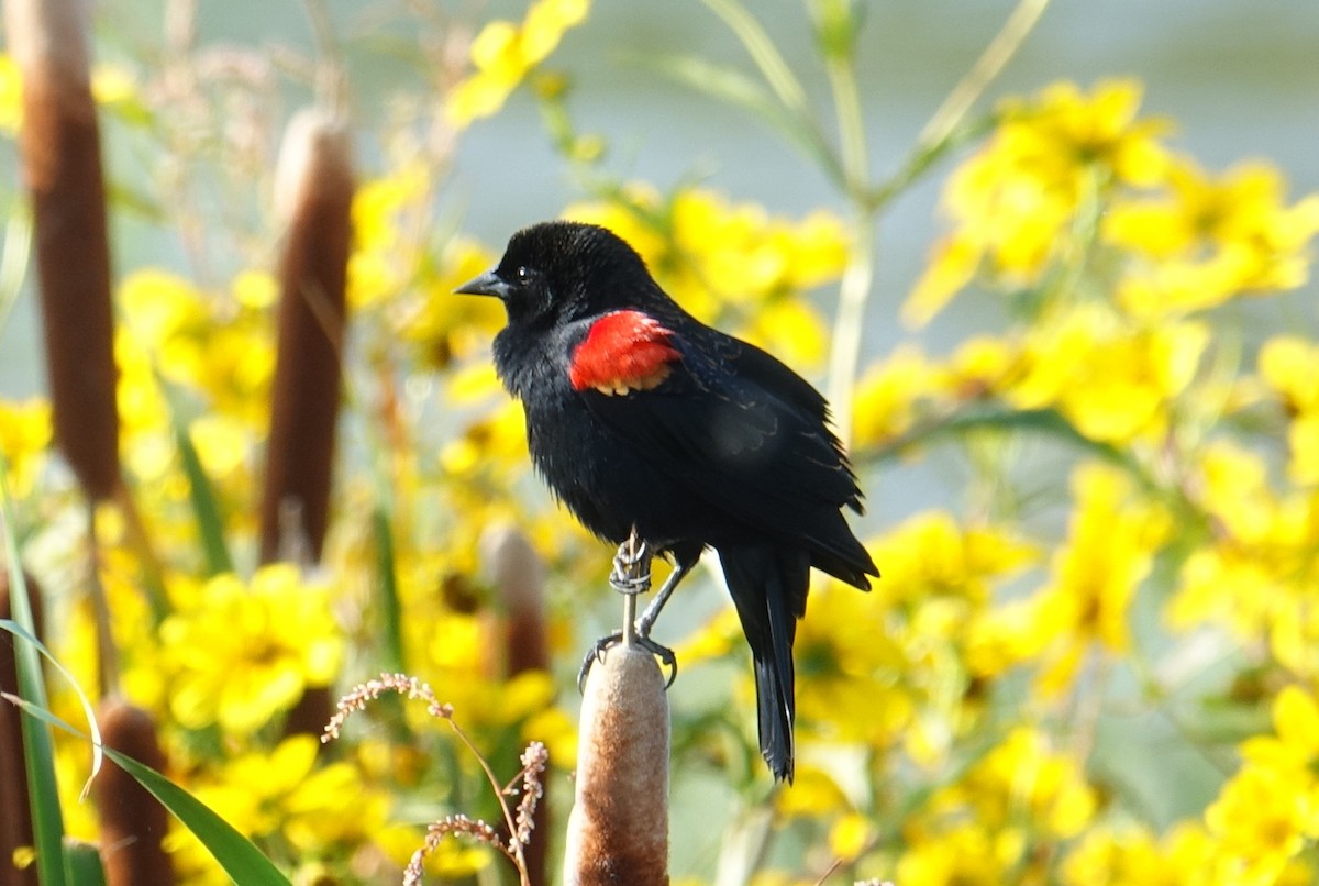 Red-winged Blackbird - ML71793901