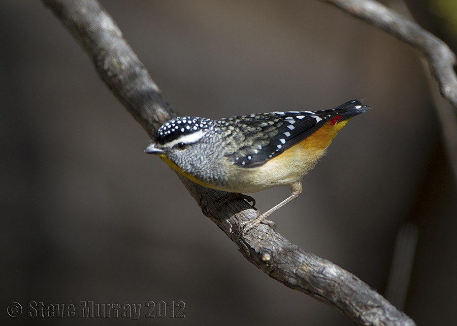 Spotted Pardalote - Stephen Murray