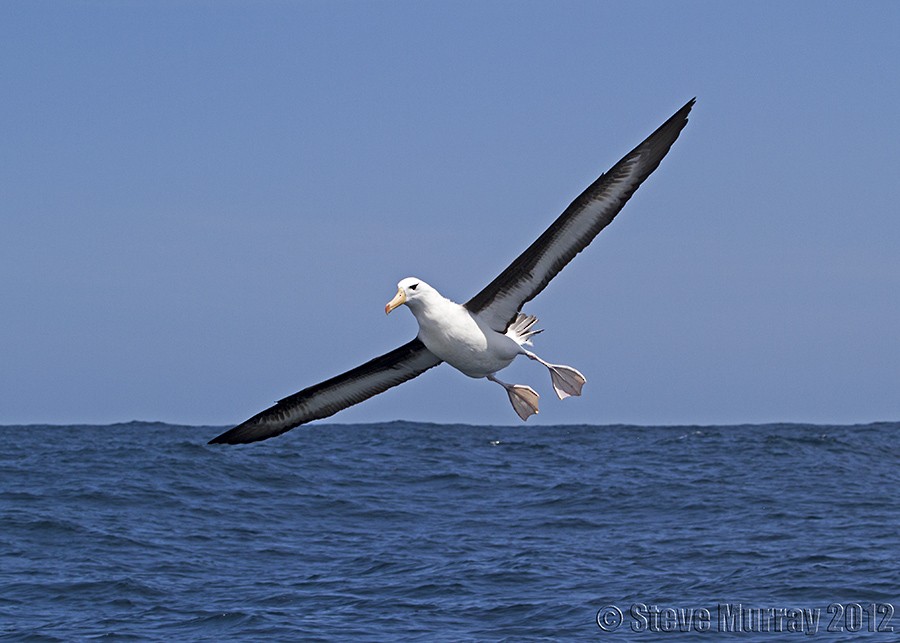 Black-browed Albatross (Black-browed) - Stephen Murray