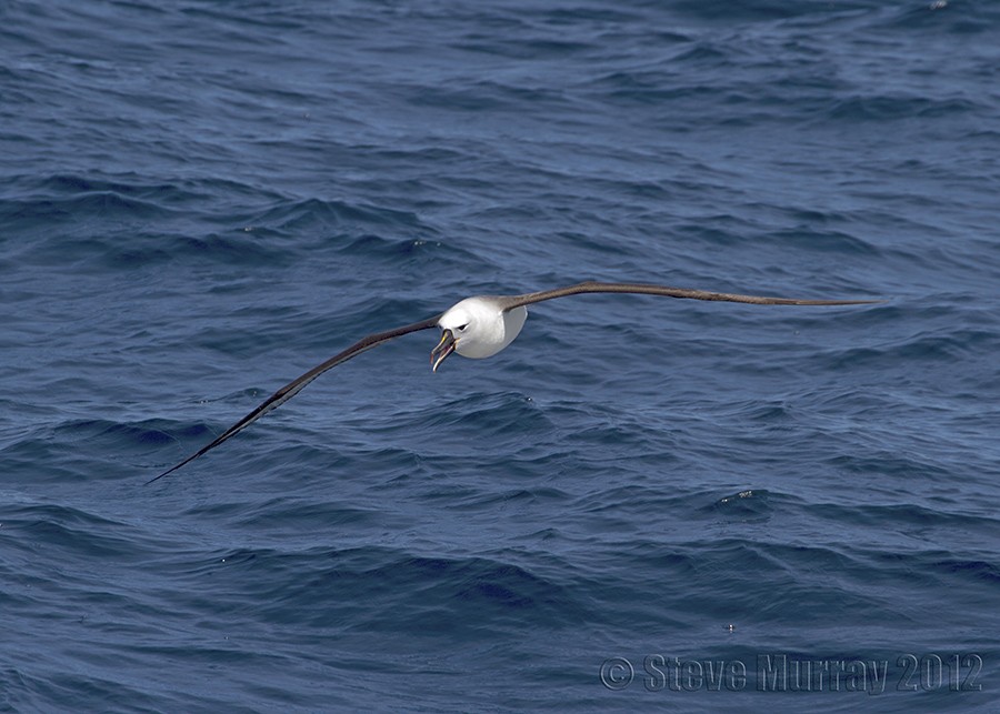 Indian Yellow-nosed Albatross - Stephen Murray