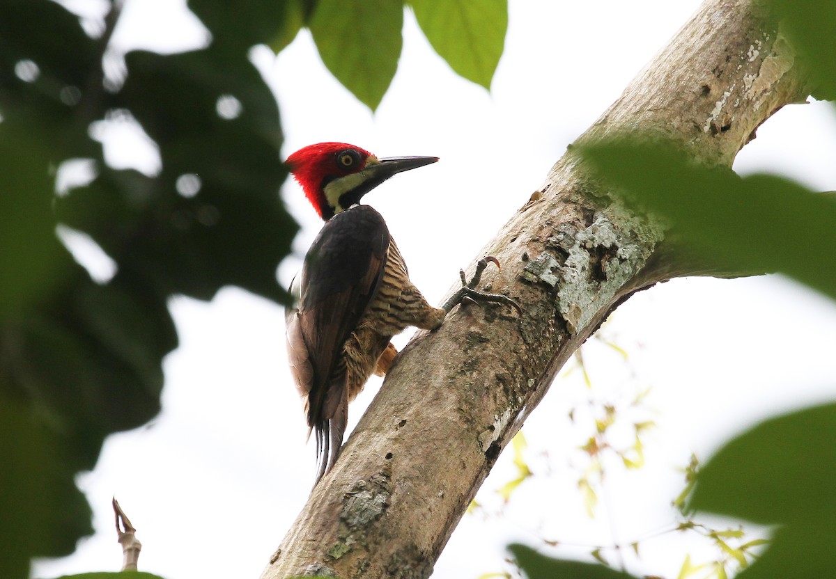 Guayaquil Woodpecker - ML717950