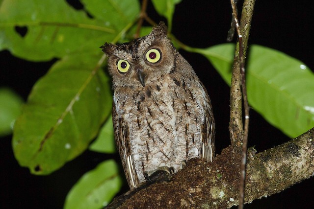 Moluccan Scops-Owl. - Moluccan Scops-Owl - 