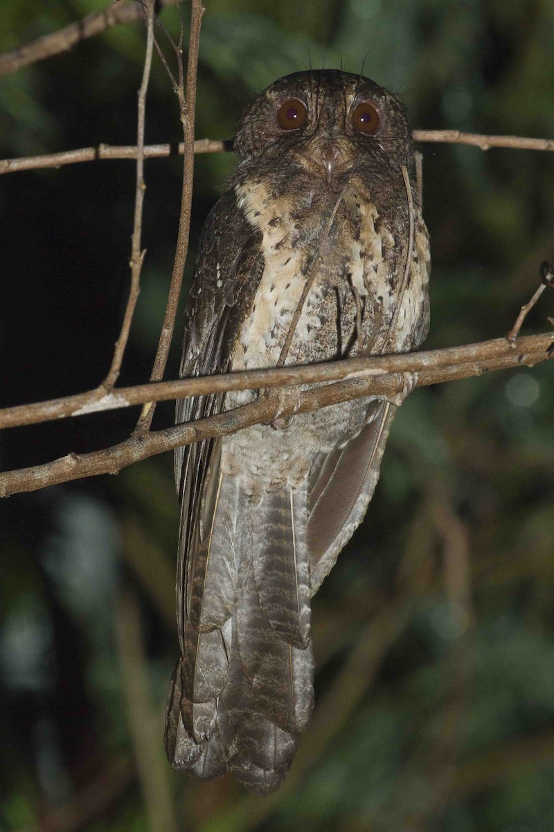 Moluccan Owlet-nightjar - ML71795081