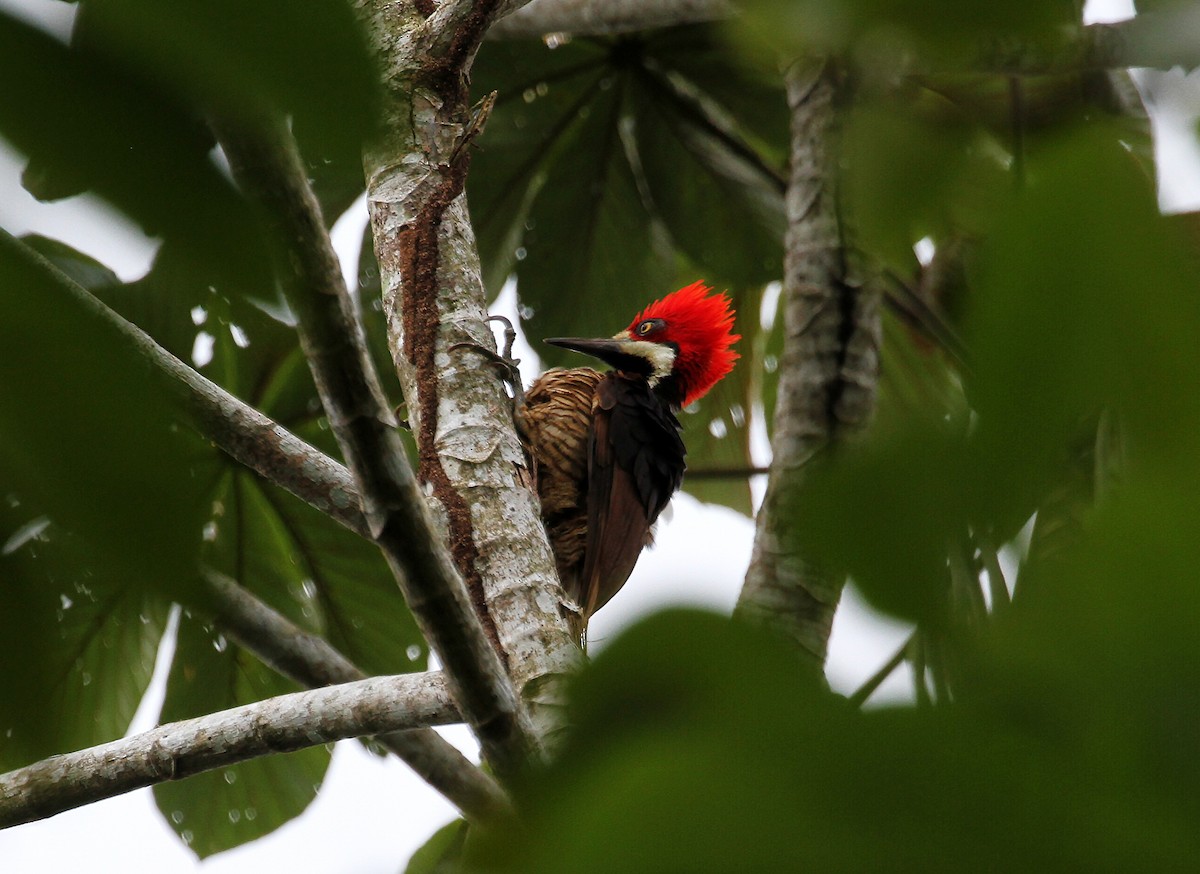 Guayaquil Woodpecker - ML717951
