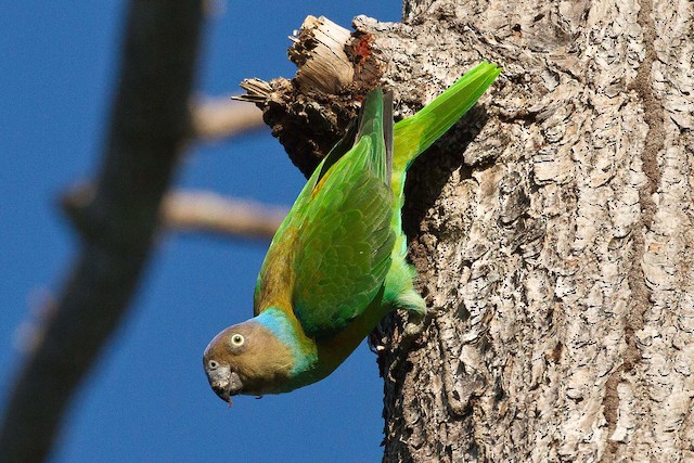 Red store cheeked parakeet