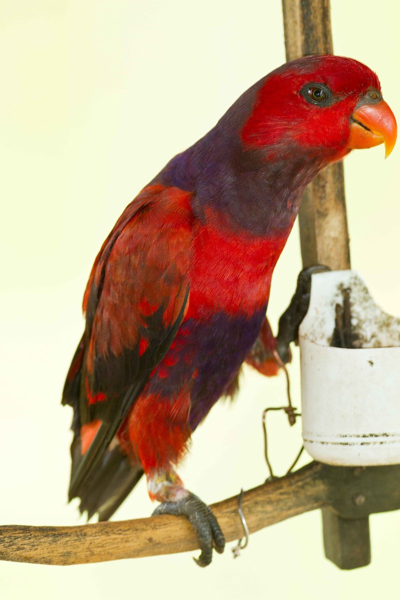 Violet-necked Lory - ML71795381