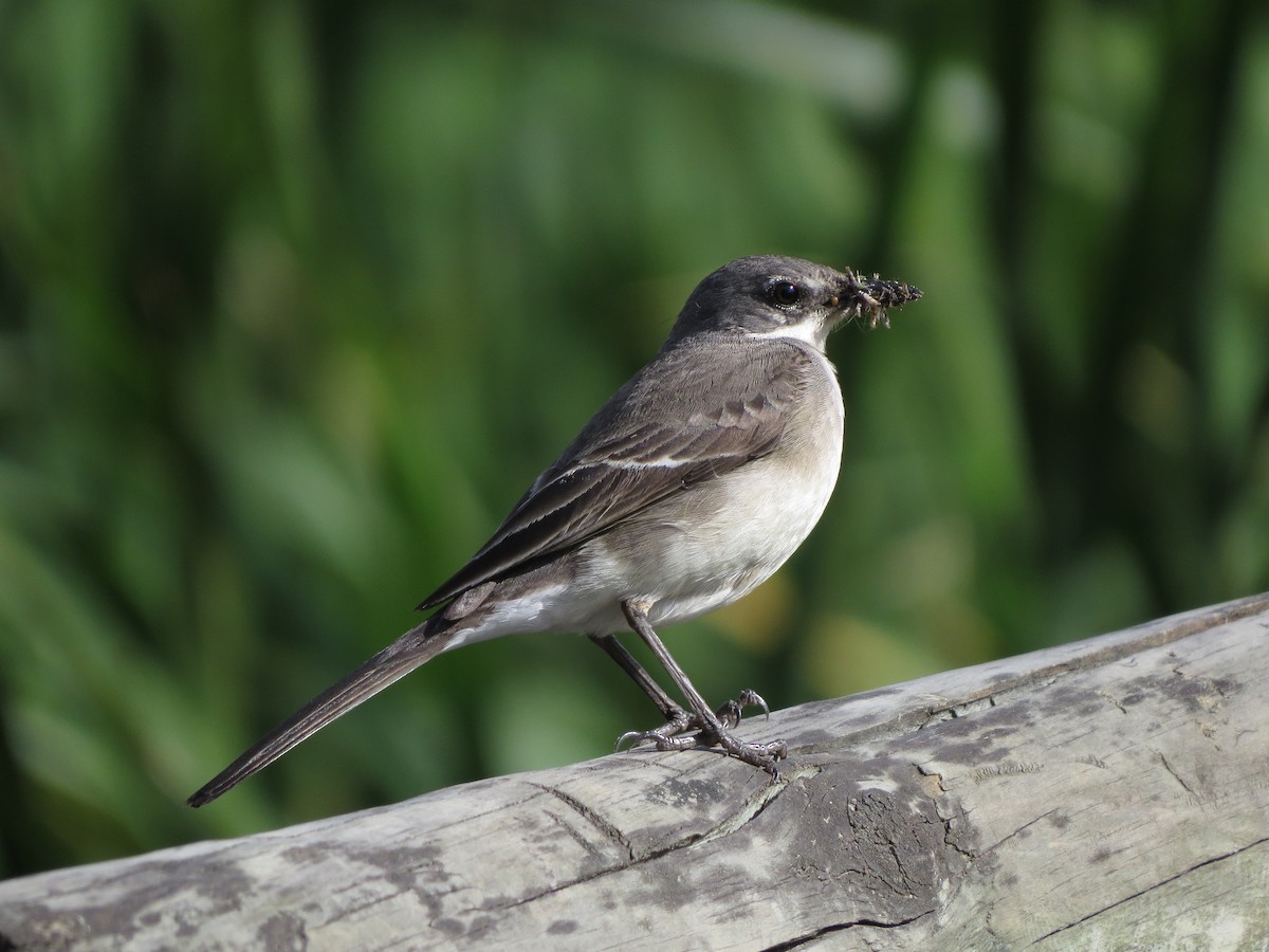 Cape Wagtail - ML71795391
