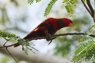  - Violet-necked Lory