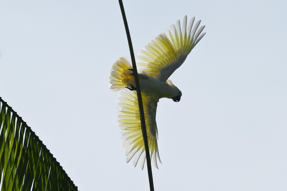 White Cockatoo - Eric VanderWerf