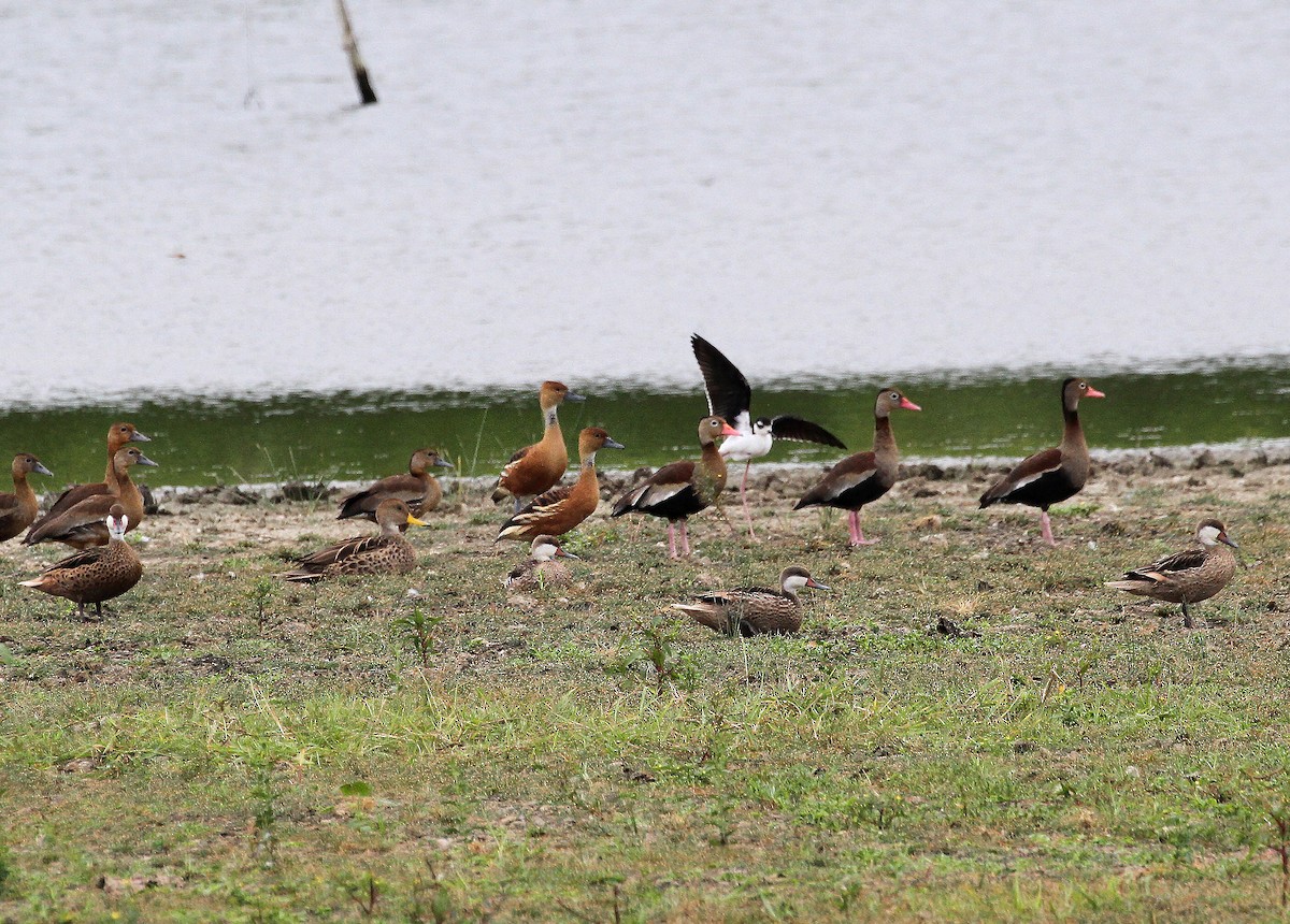 Fulvous Whistling-Duck - ML717956