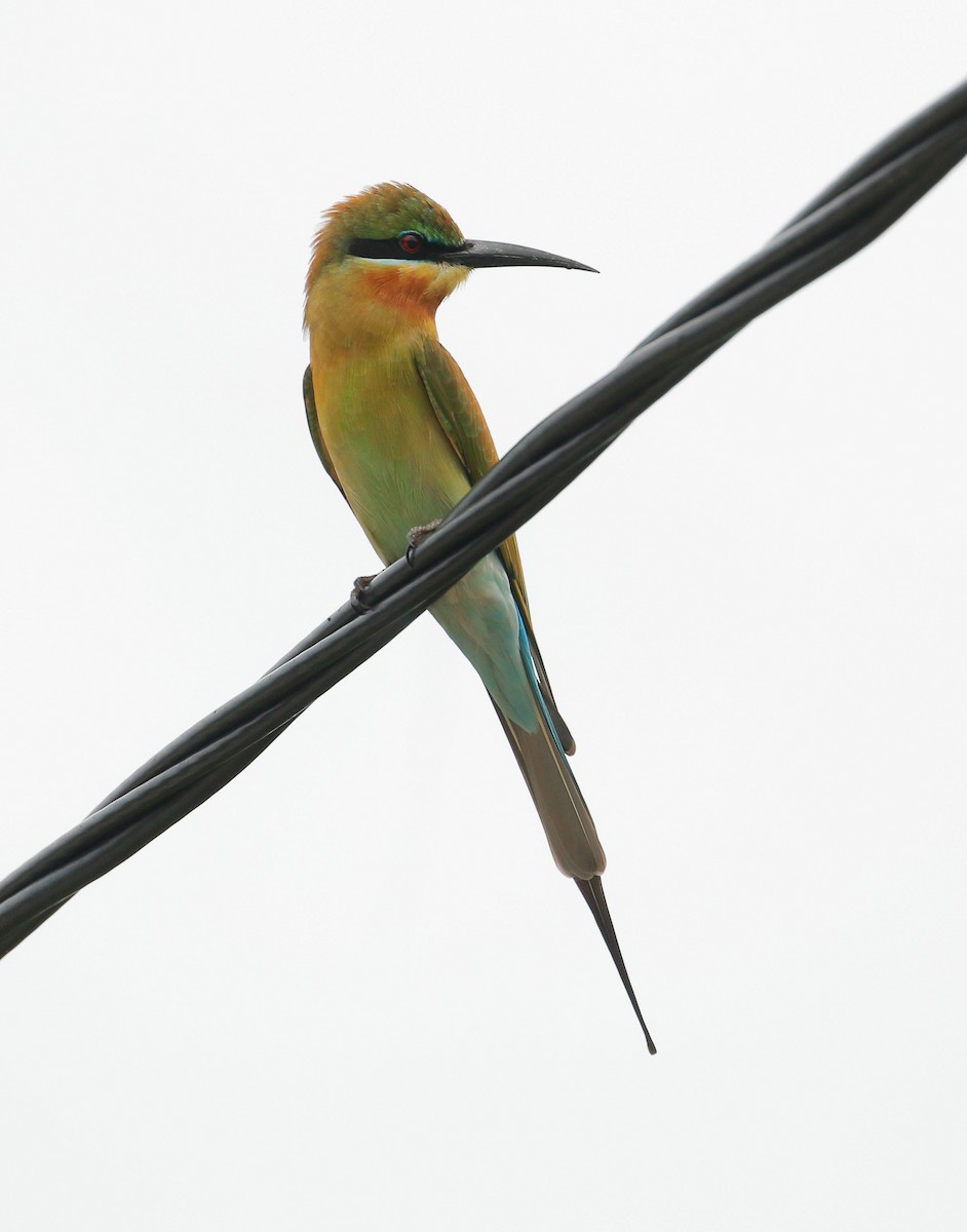 Blue-tailed Bee-eater - ML71795731