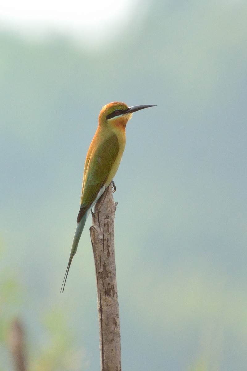Blue-tailed Bee-eater - ML71795891