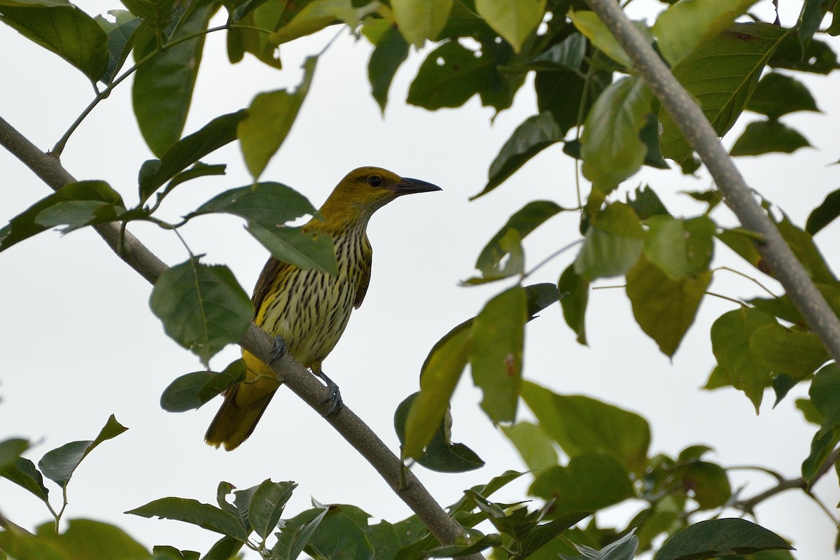 Indian Golden Oriole - ML71795911
