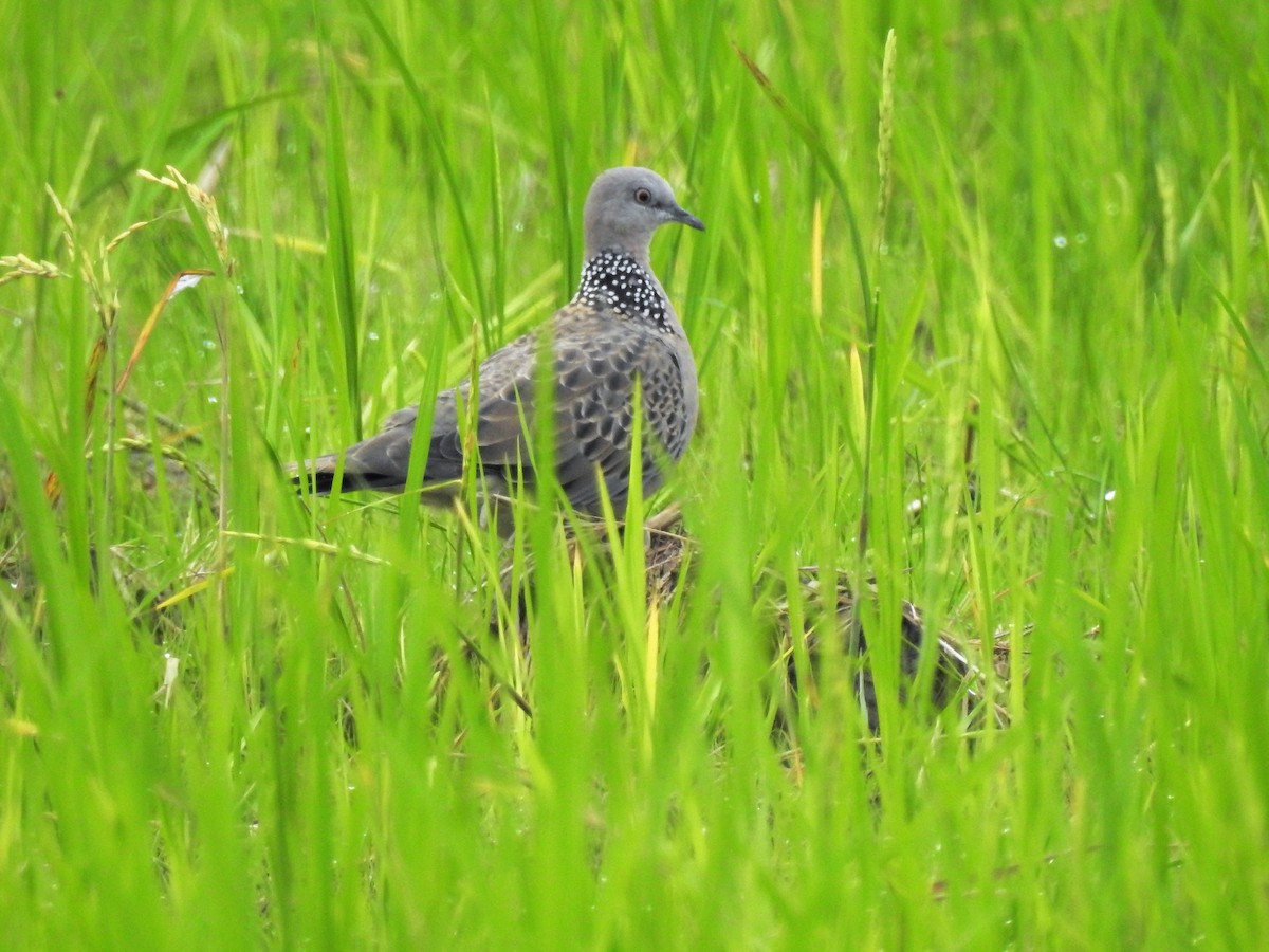 Spotted Dove - ML71795961