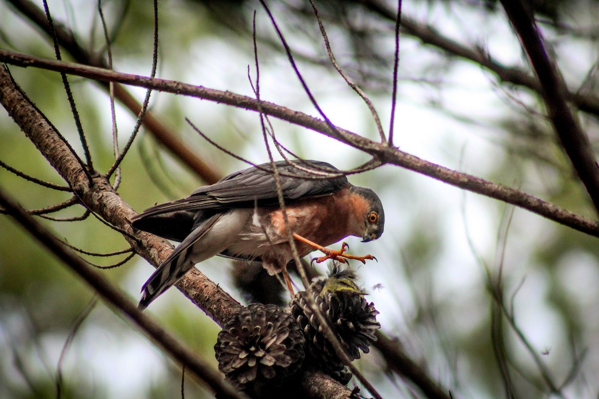 Rufous-breasted Sparrowhawk - Callum Evans
