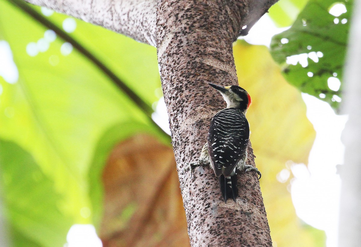 Black-cheeked Woodpecker - ML717983
