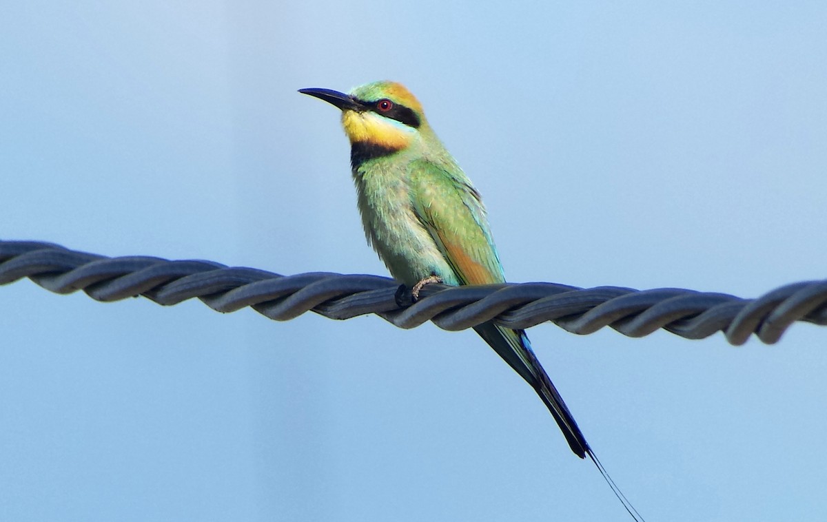 Rainbow Bee-eater - Jay VanderGaast