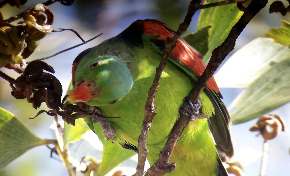 Red-winged Parrot - Jay VanderGaast