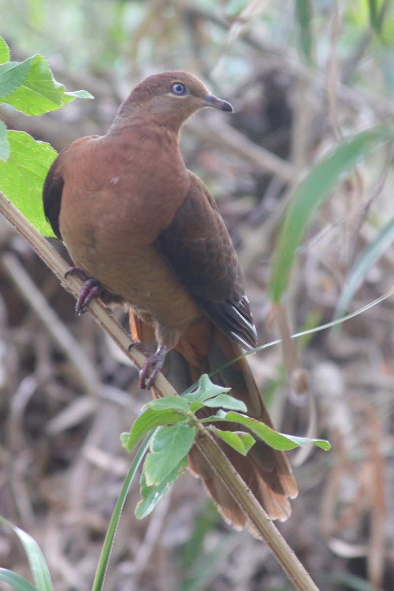 Brown Cuckoo-Dove - ML71799781